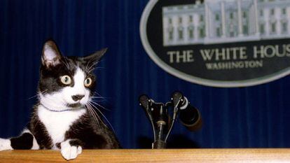 O gato 'Socks' na sala de imprensa da Casa Branca em EUA.