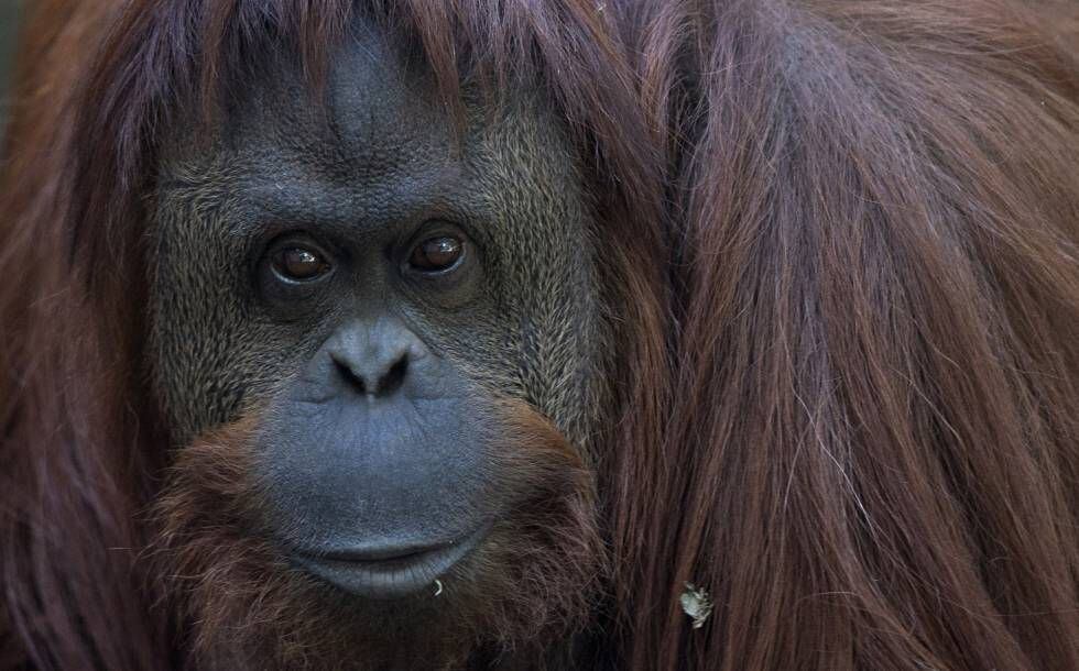 O olhar da orangotango impressiona; o cativeiro a deprime: se não a estimulam, permanece inativa metade do dia.
