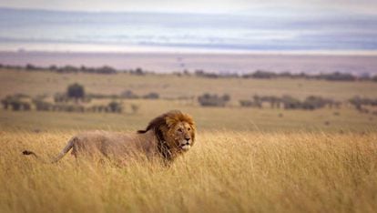 Leão na reserva natural Masai Mara.