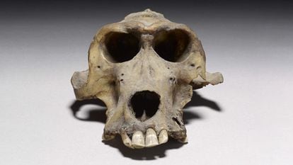 Um dos crânios de babuíno de 3.300 anos de idade que ajudaram a determinar a localização do Reino de Punte