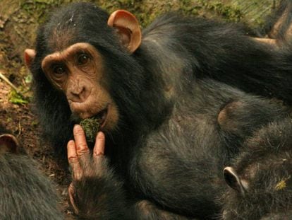 Um chimpanzé usa musgo para beber água extraída de um poço.