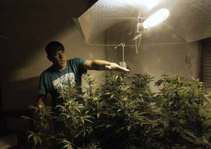 Um autocultivo de maconha em Montevidéu.