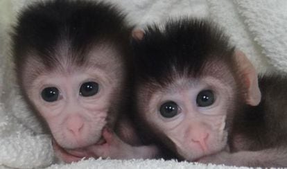 Foto dos primeiros macacos transgênicos.