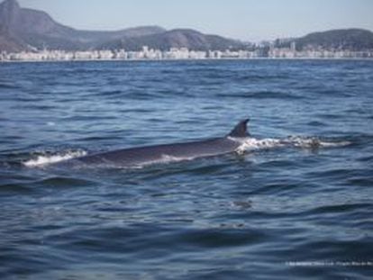 As baleias voltam a se apaixonar pelo Rio