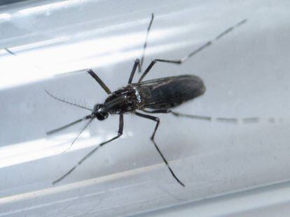 Mosquito Aedes Aegypti, transmissor do zika vírus.