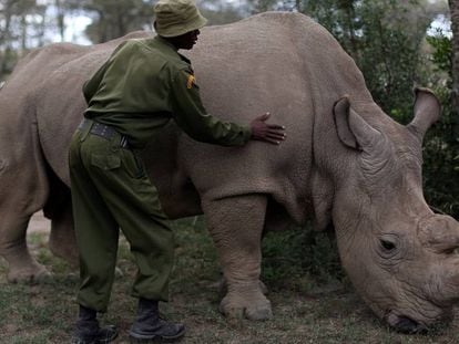 Um dos últimos três rinocerontes brancos do norte ainda vivos.