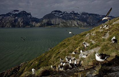 Colônia de albatros de sobrancelha negra em Karukinka (Chile)