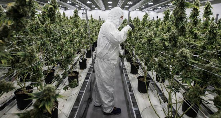 Cultivo de maconha para uso medicinal no Canadá.