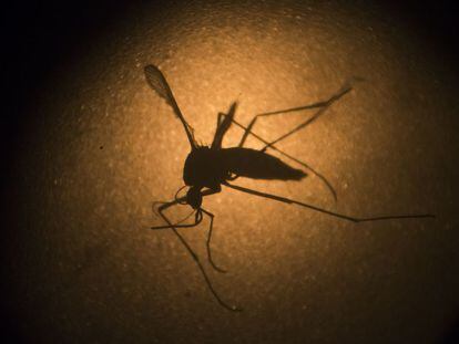 Aedes aegypti, que transmite dengue, zika e  chikungunya.