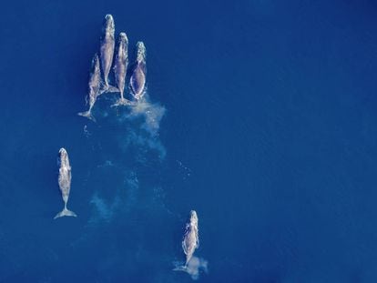 Algumas baleias-boreais deixaram de migrar para o sul e passam o inverno no norte do Alasca.