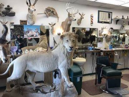 Barbearia aonde Karkoc costuma ir e que exibe os troféus de caça do dono.