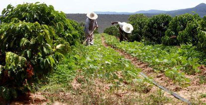 Trabalhadores rurais na Bahia, neste ano.