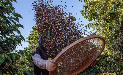 Agricultor durante a colheita de café em Guaxupé.