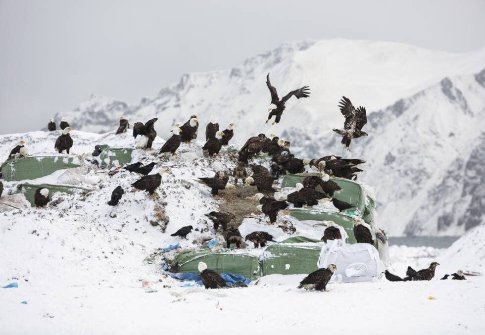 As águias-de-cabeça-branca que colonizaram o vilarejo de Dutch Harbor, em uma pequena ilha do arquipélago das Aleutas (Alasca, EUA).