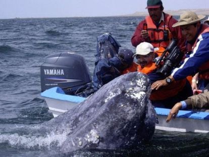 Exemplares de baleia-cinzenta na Baixa Califórnia.
