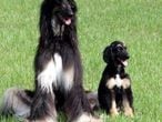 El cachorro clonado <i>Snuppy,</i> con el perro afgano que es su gemelo genético.