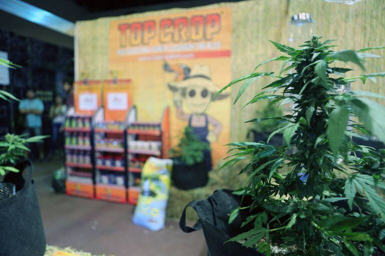 Uma planta de maconha em um estande da terceira edição da Expocannabis, em Montevidéu (Uruguai) em dezembro de 2016.