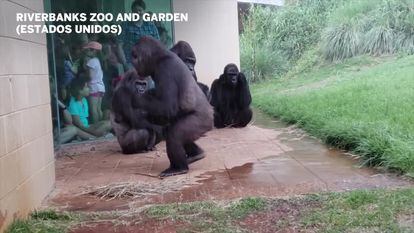 A curiosa reação de um grupo de gorilas diante da chuva