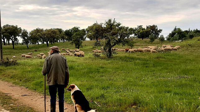 Horácio cria suas ovelhas na aldeia de Santa Margarida da Serra, no Alentejo (Portugal).