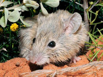 Um exemplar do rato-de-Gould, espécie redescoberta mais de um século depois de ser dada como extinta.