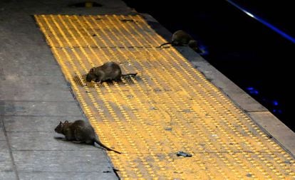 Vários ratos procuram comida na estação de metrô de Herald Square, em Nova York