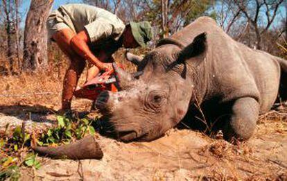 A caça ilegal está acabando com os rinocerontes.