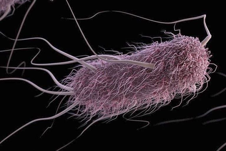 Uma bactéria escherichia coli.