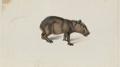 Acuarela de um capibara desenhado por Frans Pós em sua viagem à colônia holandesa no Brasil.