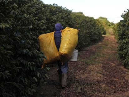 Trabalhador na época da colheita do café.