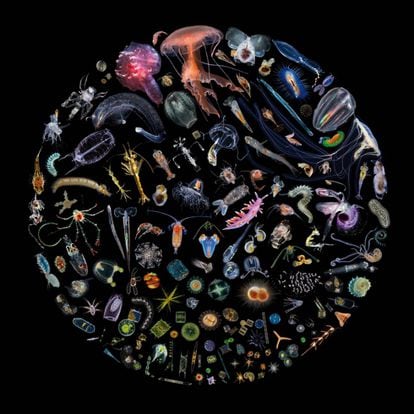 Mosaico com diferentes organismos unicelulares e pluricelulares que compõem o plâncton marinho.