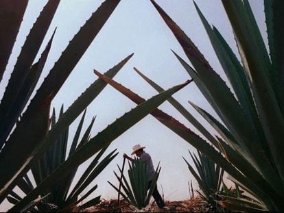 Plantação de agave em Oaxaca (México).
