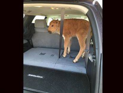 Turistas recolheram um bisão em Yellowstone achando que ele estava passando frio. O animal teve de ser sacrificado, pois foi rejeitado por sua manada.