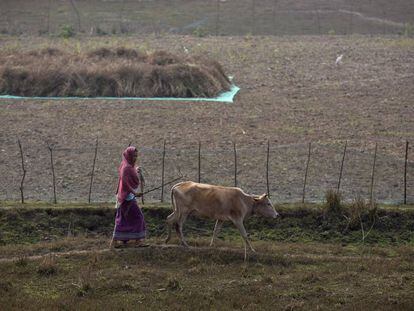 Mulher caminha com vaca em Gauhati, na &Iacute;ndia.