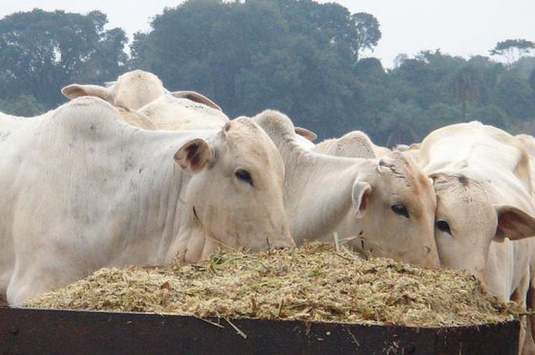 Obama assinou acordos para liberar as exportações de carne brasileira.