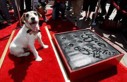 'Uggie', depois de deixar suas impressões no Teatro Chinês Grauman de Hollywood.