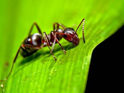 As formigas são vítimas de alguns dos parasitas mais impiedosos do planeta