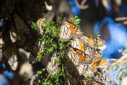 Borboletas-monarcas em Michoacán.
