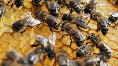 Os pesticidas entram no sistema nervoso das abelhas quando elas sugam o néctar