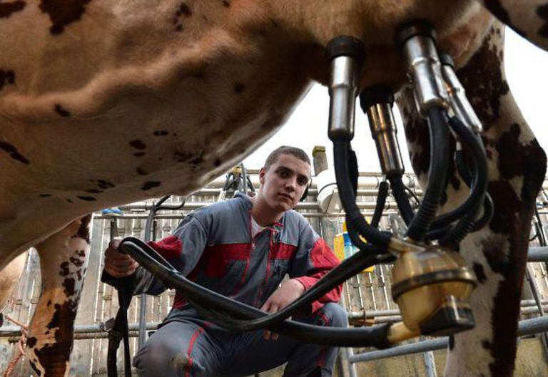 Um trabalhador ordenha uma vaca na França.