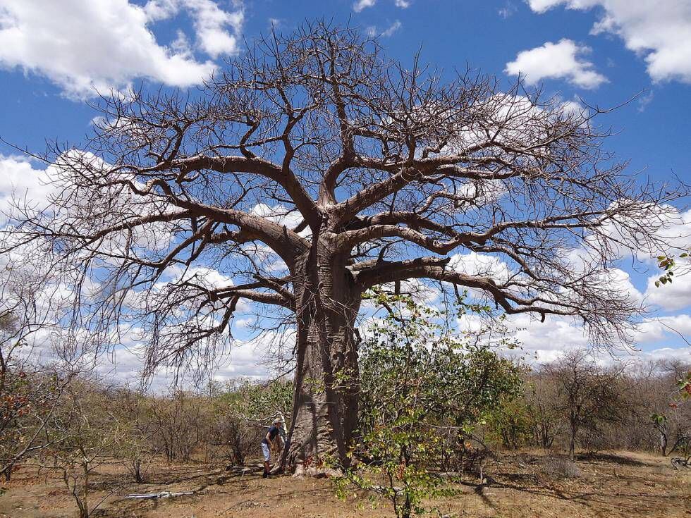 Um exemplar de baobá em Musina, África do Sul.
