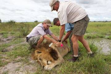 Uma das leoas com aspecto de leão, sedada.