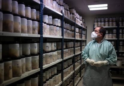 O patologista Alberto Rábano examina cérebros humanos no Banco de Tecidos da Fundação CIEN, em Madri.