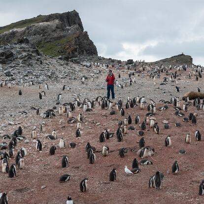 Pinguins em Hannah Point, Antártida.