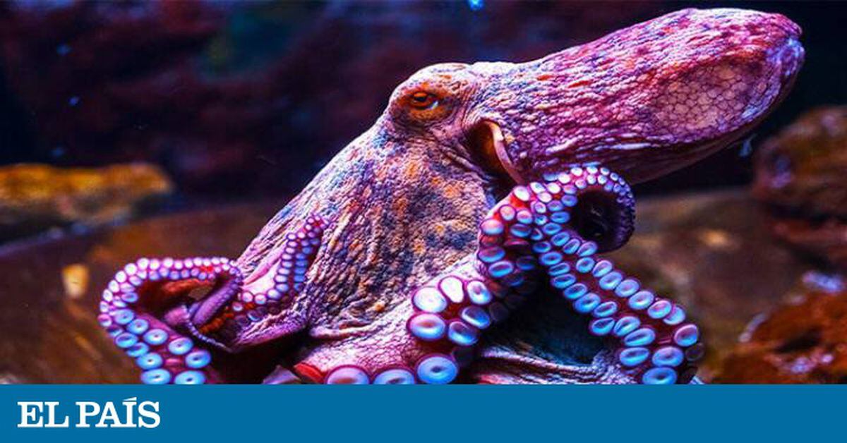 Uma espécie preservada ou uma criatura extraterrestre, é Mokele