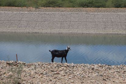 As cabras usam o trecho de canal por onde passa a água para saciar a sede.