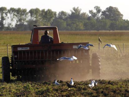 Agricultor conduz um trator em uma plantação de sorgo na província de Buenos Aires.