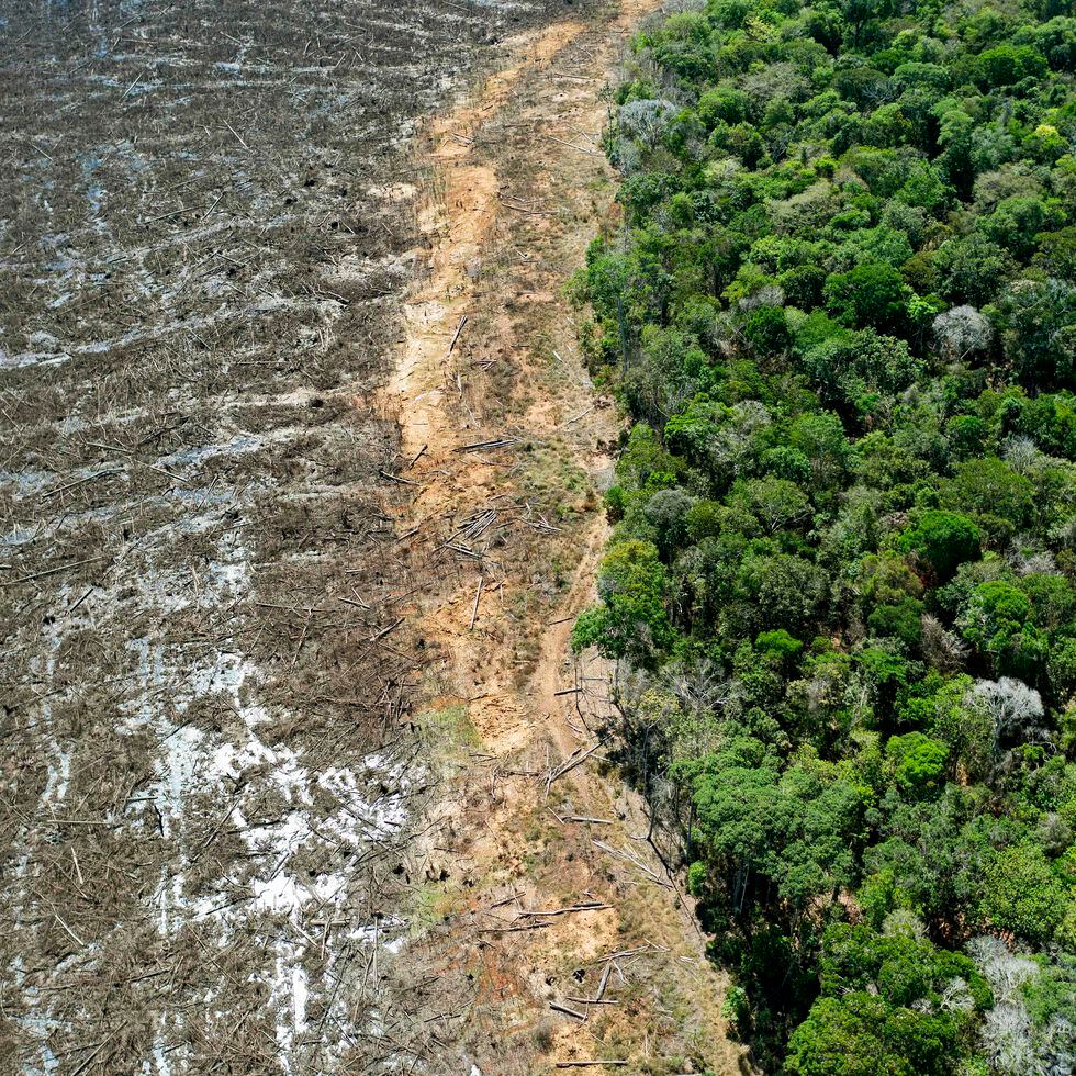 Amazônia: Desmatamento tem segunda maior cifra da série, diz Inpe