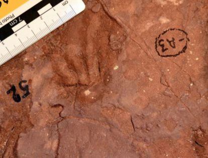 Pegada de mamífero de 118 milhões de anos encontrada em Catoca.