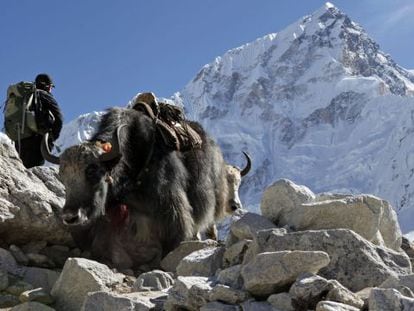 Dois iaques junto a um alpinista no Everest.