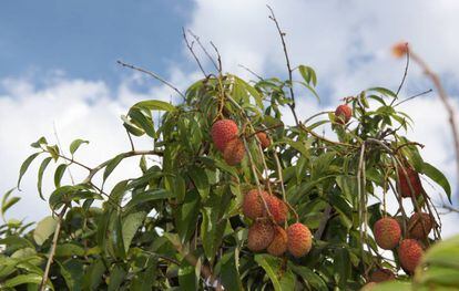 Um exemplar da 'Litchi chinensis', a árvore tropical cuja fruta é comida sob o nome de lichia.